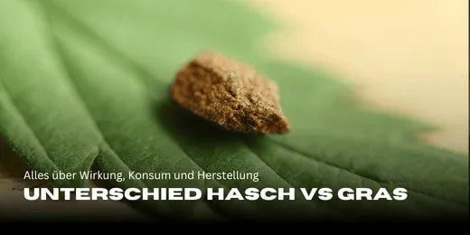 Différence entre hash et weed : tout sur les effets, la consommation et la fabrication