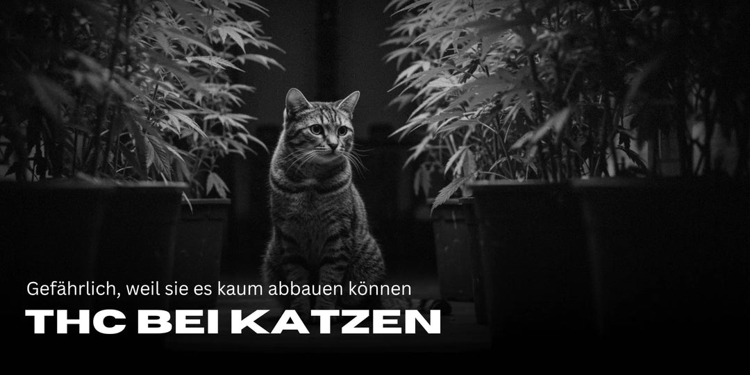THC bij katten: Gevaarlijk omdat ze het nauwelijks kunnen afbreken
