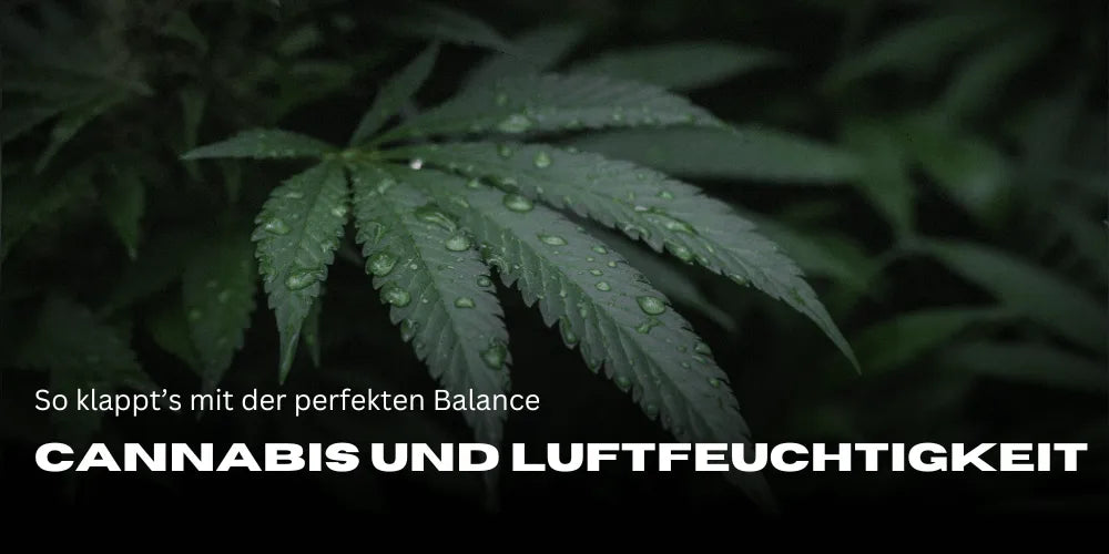 Kannabisz és a páratartalom: Így éred el a tökéletes egyensúlyt – Smagro GmbH