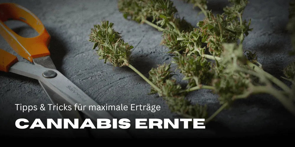Perfecte cannabisoogst: tips en trucs voor maximale opbrengsten 