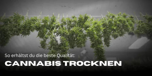 Variedades de cannabis colgadas - en proceso de secado. Secado de cannabis: así obtienes la mejor calidad