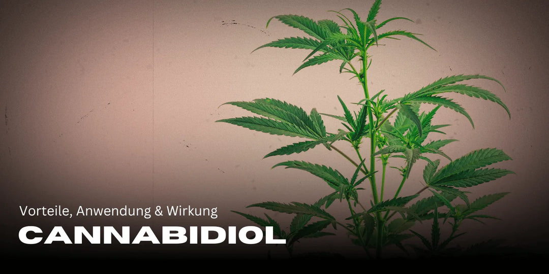 Cannabidiol: voordelen, gebruik & effecten voor je welzijn 🌿