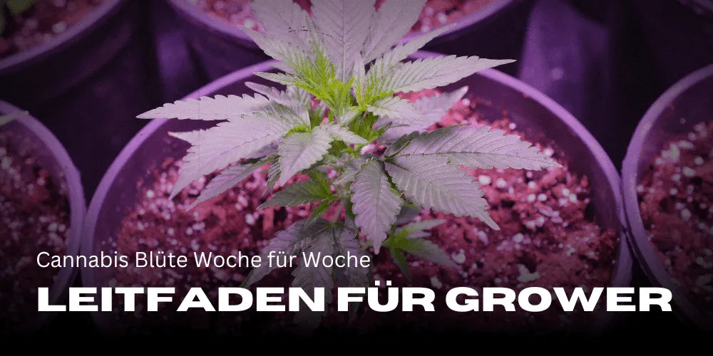 Fleur de Cannabis semaine après semaine : Un guide pour les cultivateurs