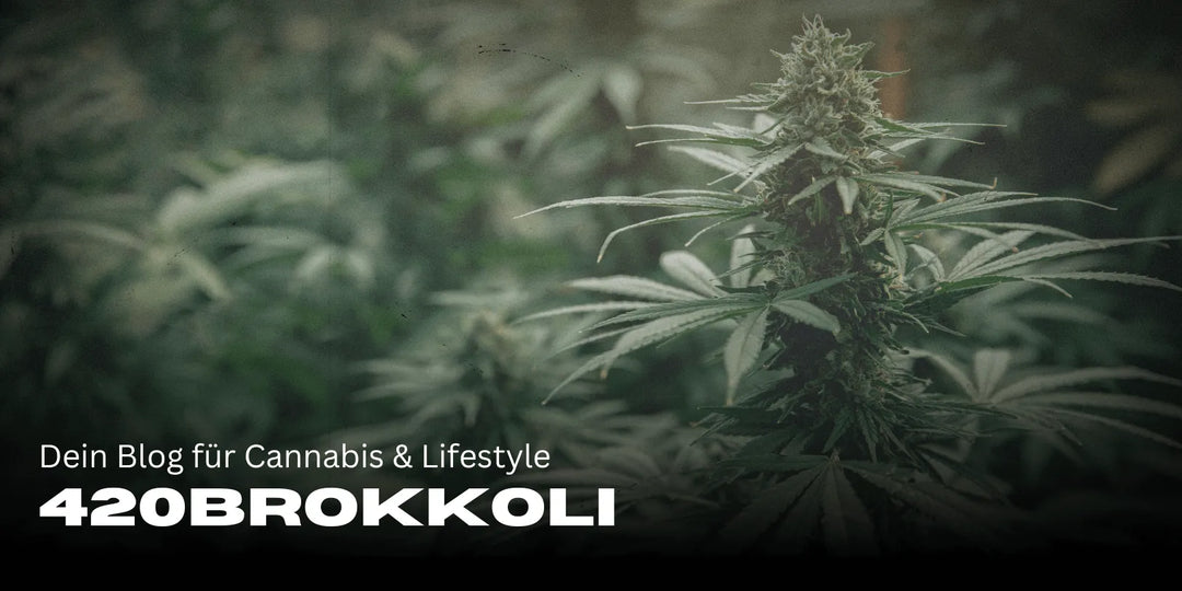 420Brokkoli – Ton blog pour le Cannabis & le Lifestyle 🌿