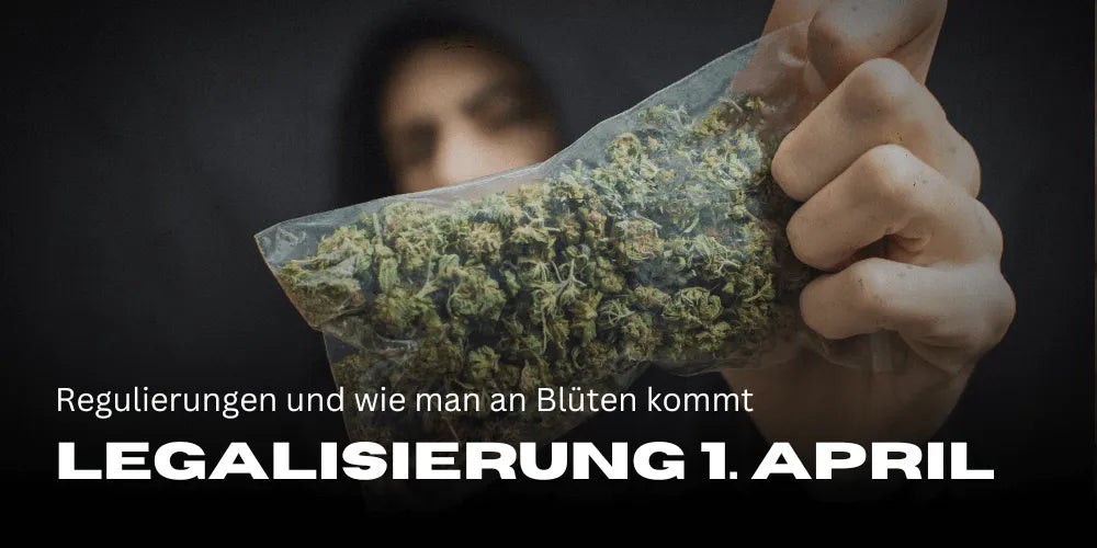 Legalizarea canabisului 1 aprilie 2024: Reglementări și cum să obții Flori