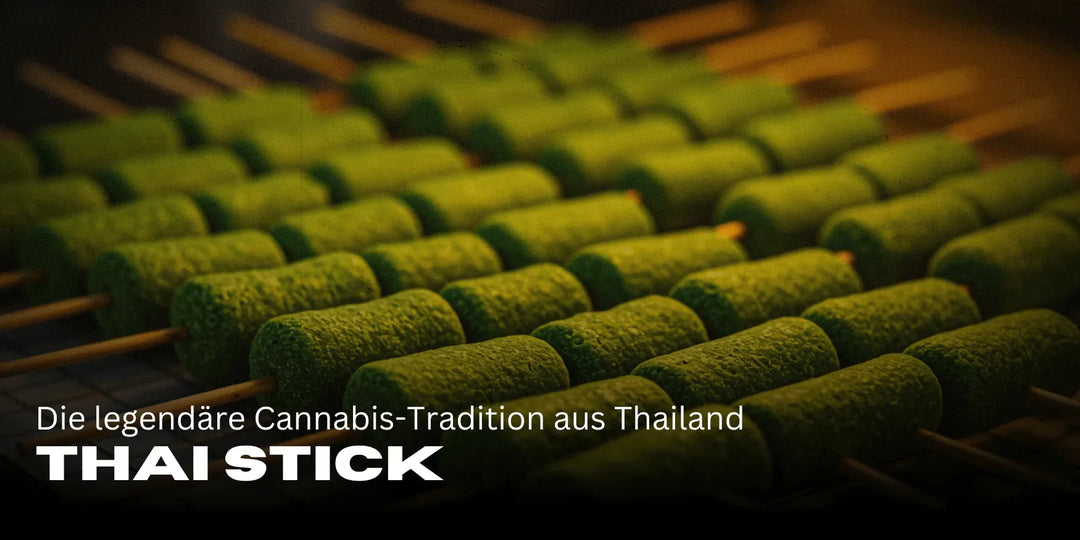 Thai Stick : La légendaire tradition du Cannabis de Thaïlande