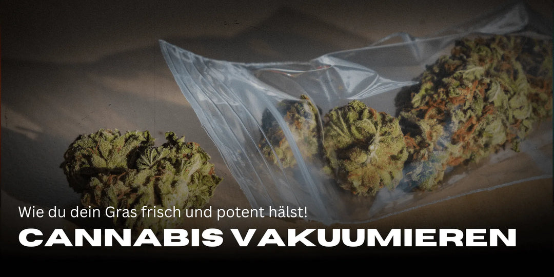 Cannabis sous vide : Comme ça, il reste frais et puissant longtemps