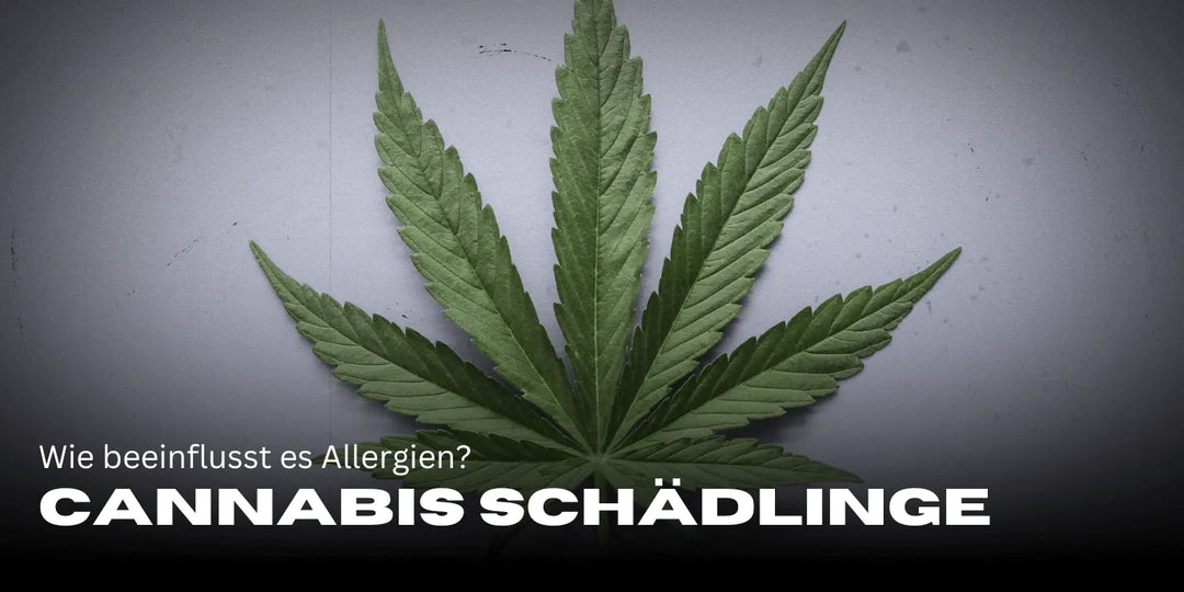 Cannabis et histamine : comment cela influence-t-il les allergies ?