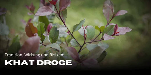 Plante de khat : tradition, effets et les risques de la drogue-Smagro GmbH