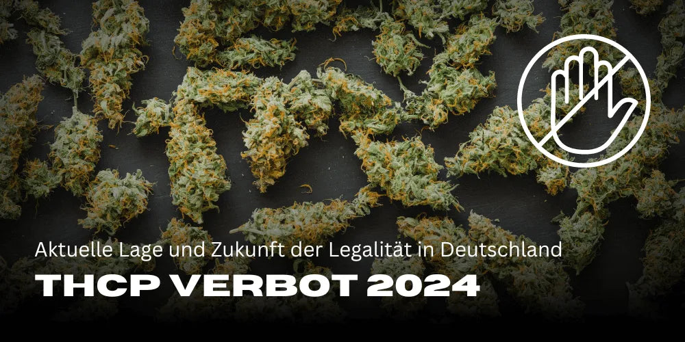 Interdiction du THCP 2024 : Situation actuelle et avenir de la légalité en Allemagne