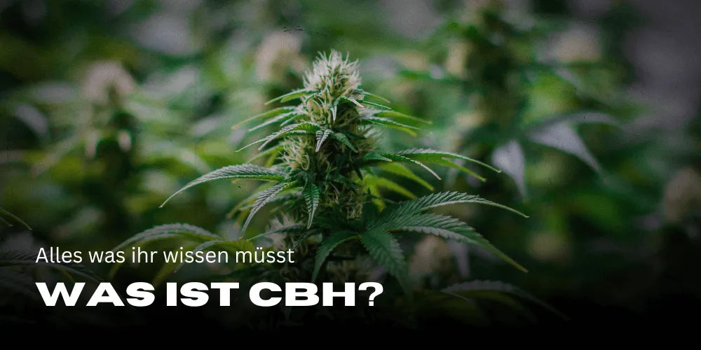 Ce este CBH?