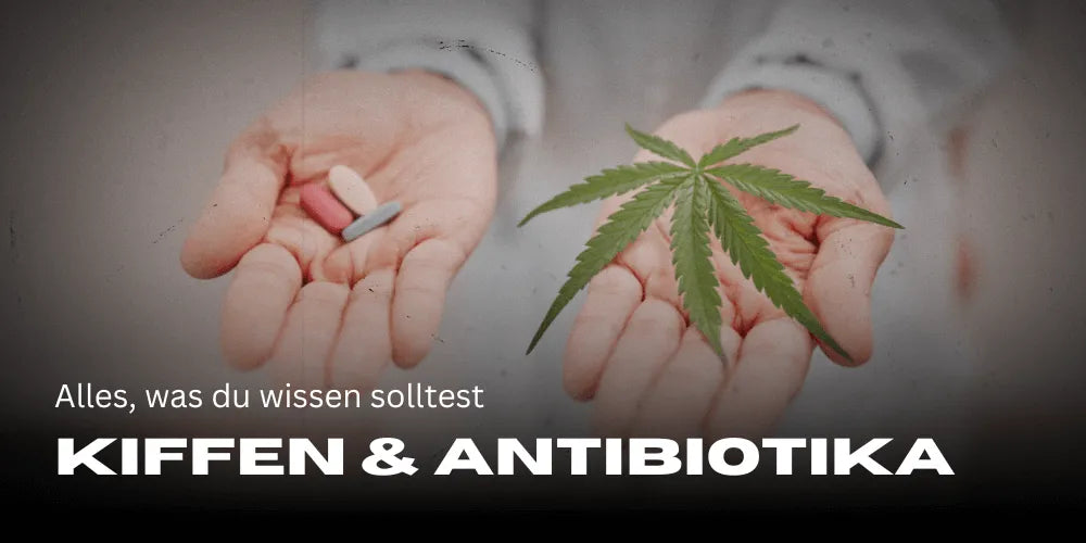 Antibiotice și canabis: Tot ce trebuie să știi