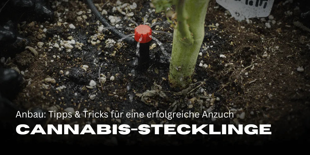 Culture de boutures de Cannabis : astuces et conseils pour une propagation réussie