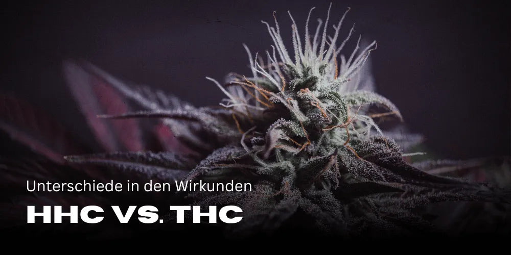 HHC vs. THC: O privire asupra diferențelor și efectelor