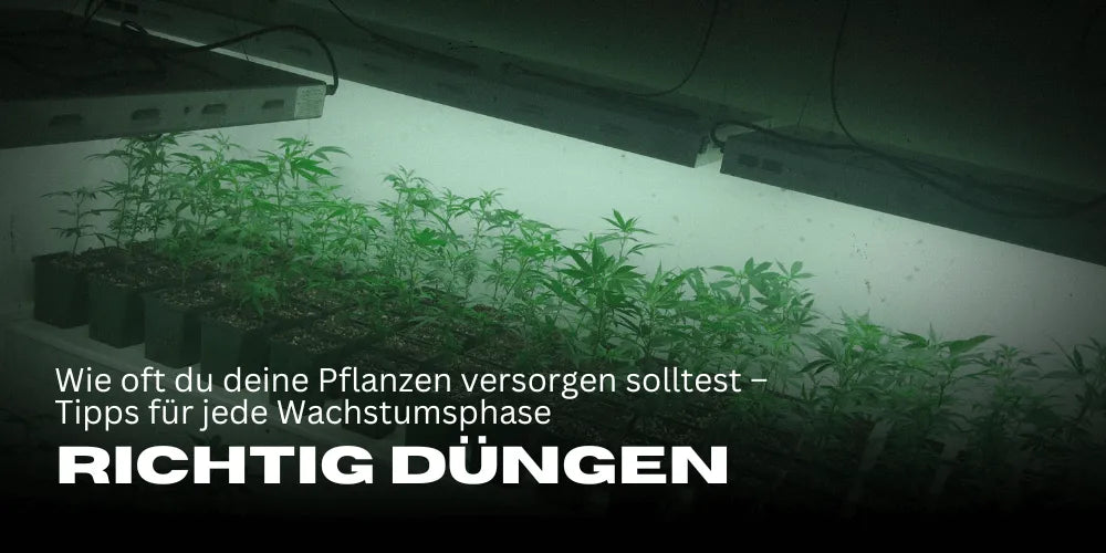 Goed cannabis bemesten: Hoe vaak je je planten moet voeden - tips voor elke groeifase" 