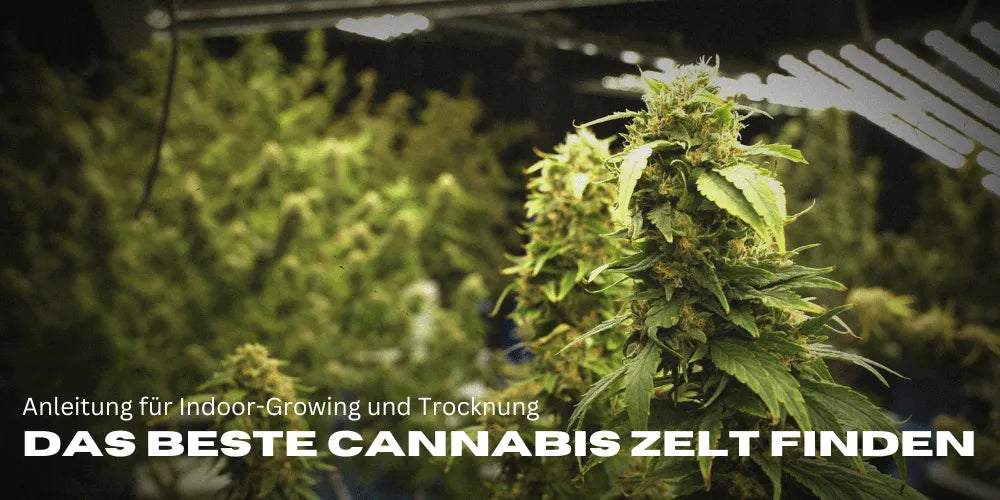 A legjobb kannabisz sátor kiválasztása: Útmutató beltéri termesztéshez és szárításhoz – Smagro GmbH