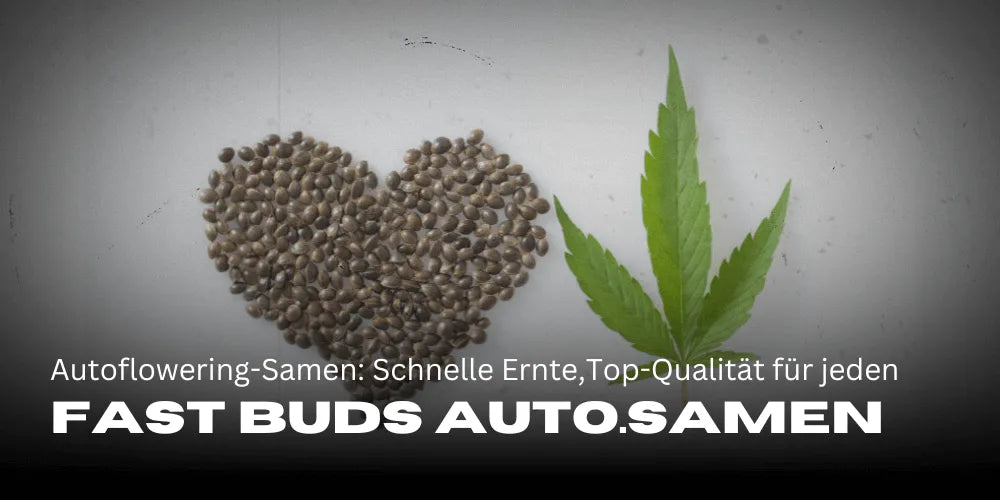 Fast Buds Autofloraison Graines : Récoltes rapides avec une qualité supérieure pour chaque cultivateur