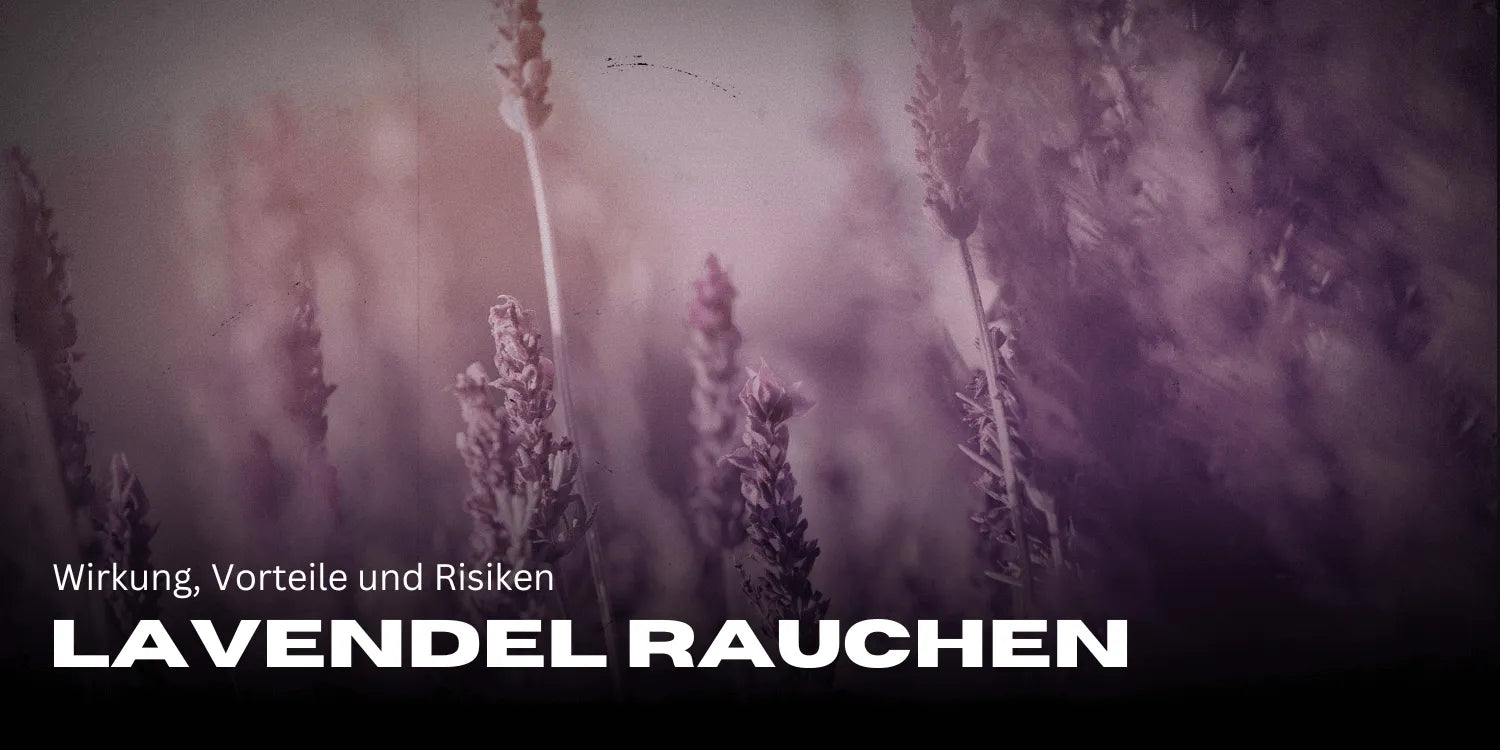 Smoking lavender: effects, benefits, and risks in detail
