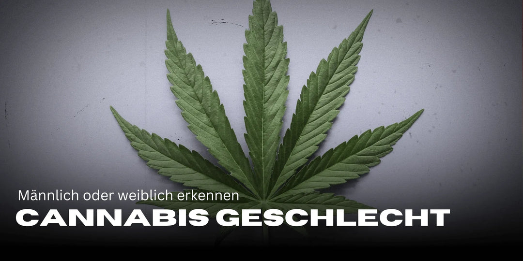 Déterminer le sexe du Cannabis : Voici comment reconnaître les plantes mâles et femelles