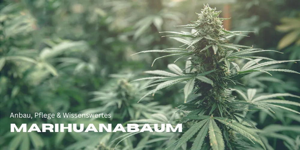 Arbore de marijuana: Cultivare, îngrijire și informații utile 🌿