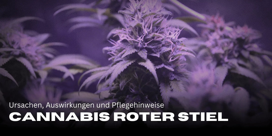 Cannabis met rode stengels: Oorzaken, effecten en verzorgingsinstructies