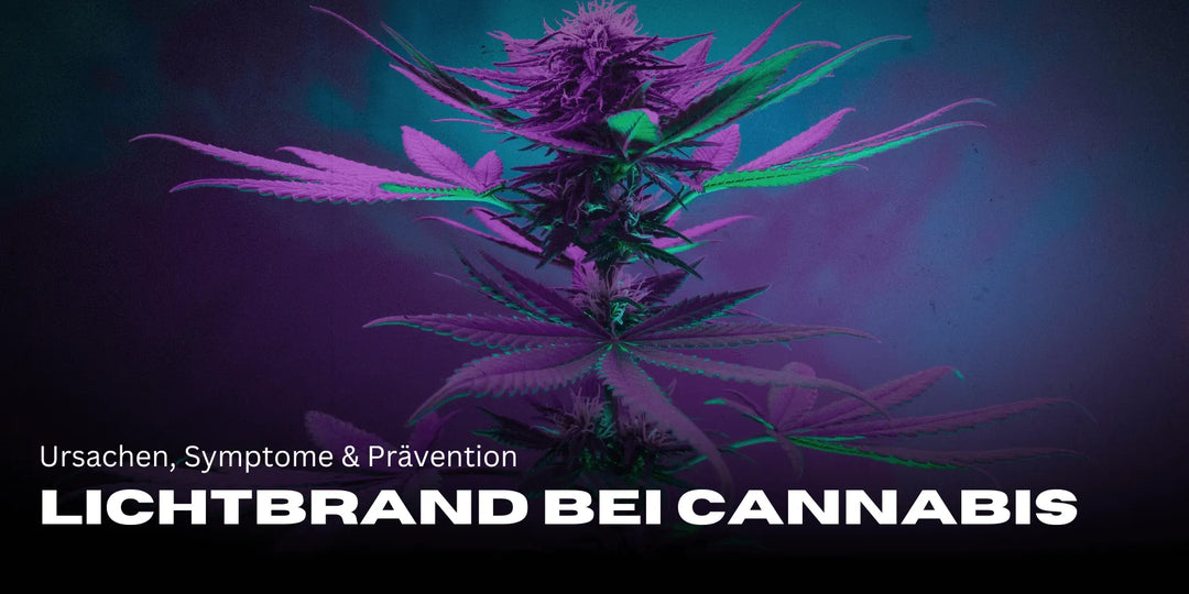 Brûlure lumineuse chez le Cannabis : causes, symptômes et prévention