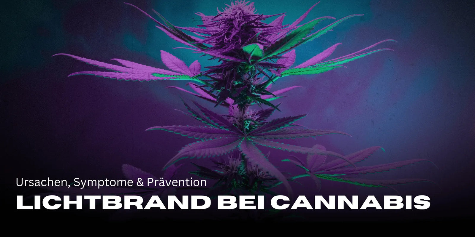 Brûlure lumineuse chez le Cannabis : causes, symptômes & prévention-Smagro GmbH
