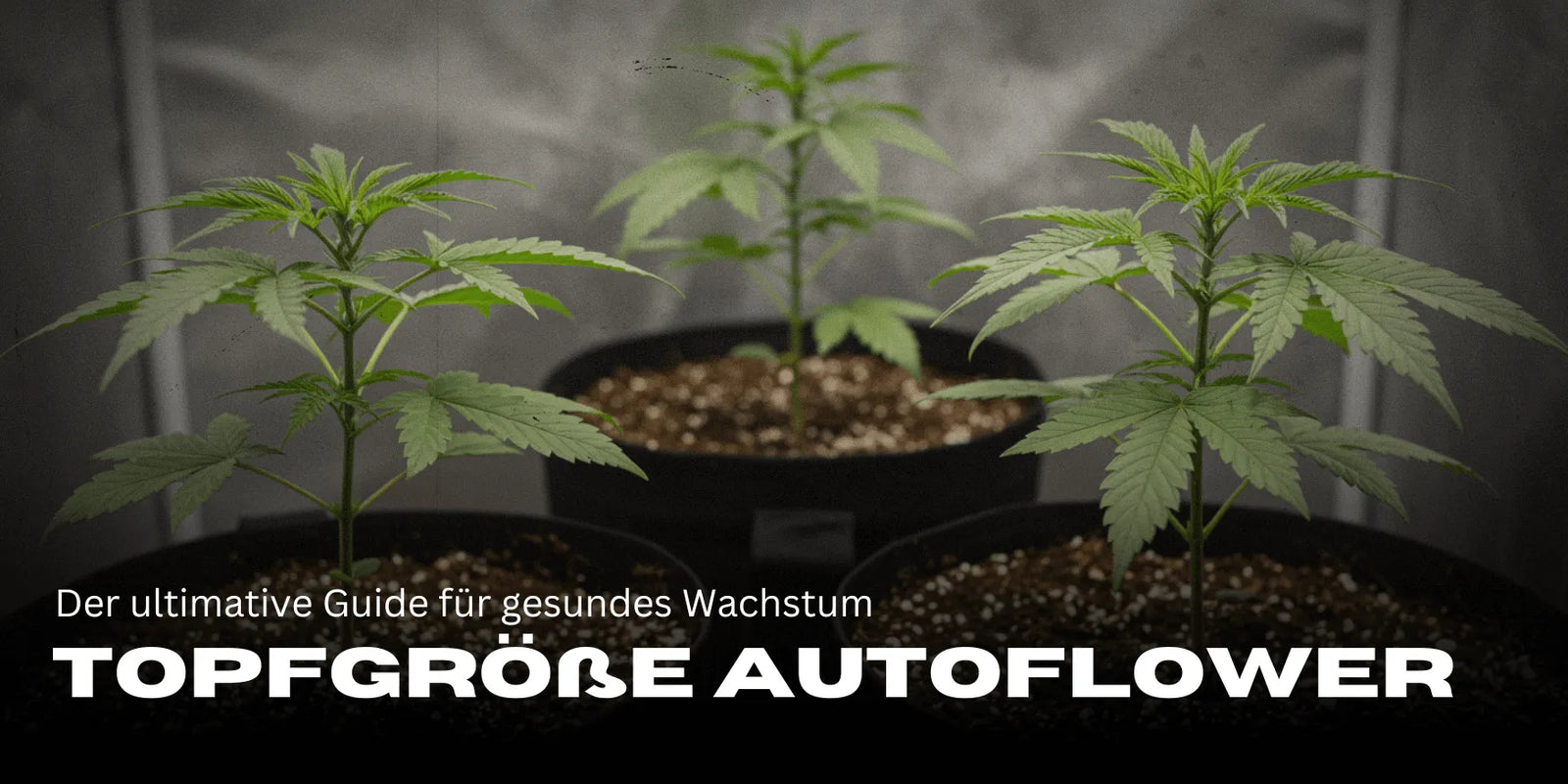 Trois boutures de Cannabis dans de grands pots