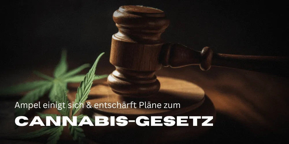 Legalizacja konopi | Ustawodawstwo w Niemczech