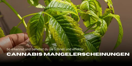 Carences en Cannabis : Voici comment tu les reconnais et les corriges rapidement et efficacement