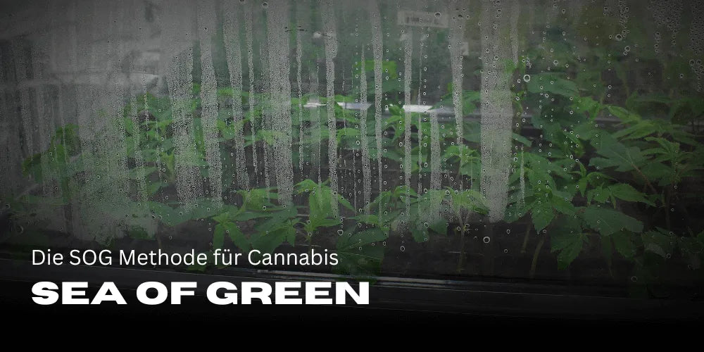 Sea of Green : La méthode SOG pour le Cannabis