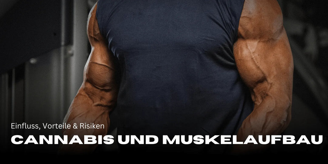 Cannabis et prise de muscle : influence, bienfaits & risques