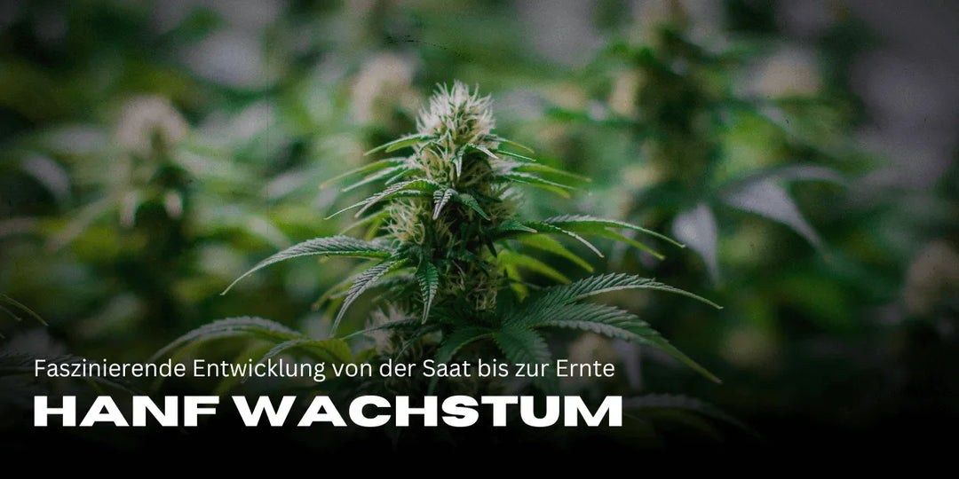 Hennepgroei in fast motion: fascinerende ontwikkeling van zaad tot oogst 🌱