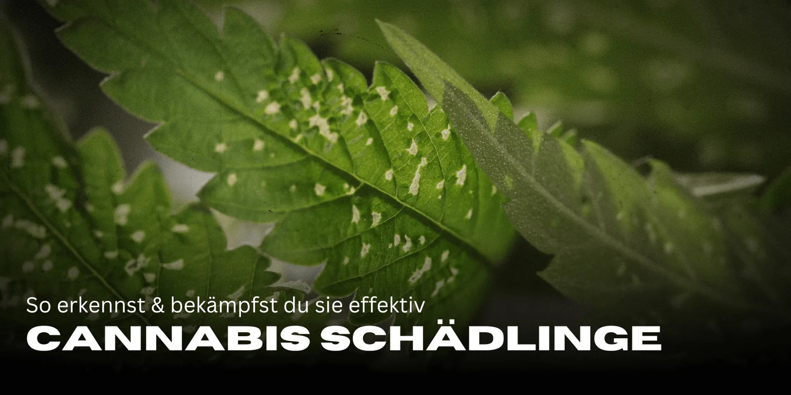 Pragas da Cannabis: Assim reconheces e combates eficazmente-Smagro GmbH