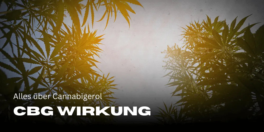 Efectul CBG: Totul despre Cannabigerol