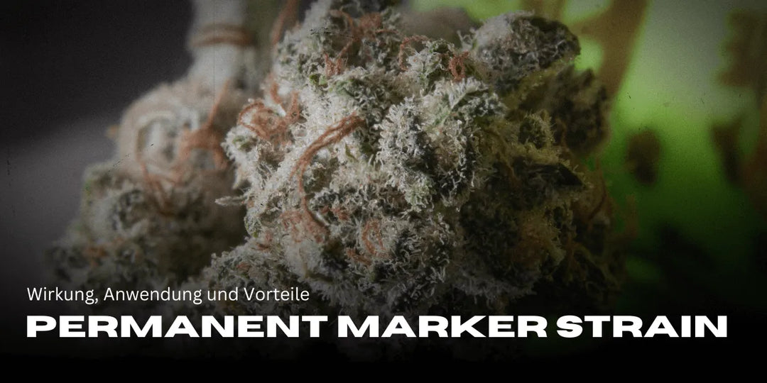 Permanent Marker Strain: effecten, eigenschappen en voordelen voor cannabisliefhebbers