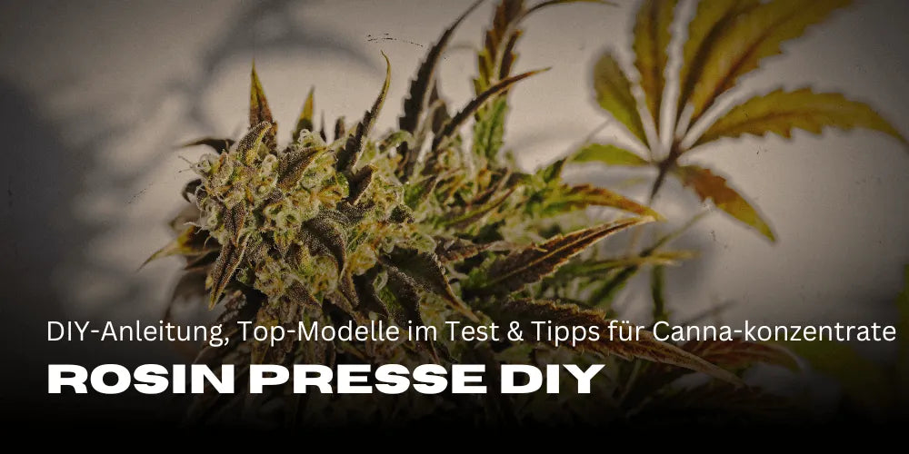Rosin prés DIY: Így készíthetsz egyszerűen kannabisz-koncentrátumokat magadnak