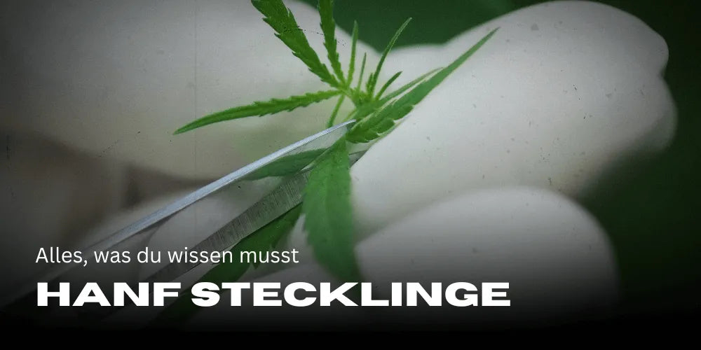 Hennep stekken: alles wat je moet weten 
