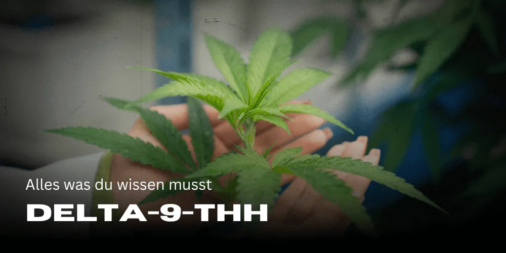 Delta-9-THC: tot ce trebuie să știi