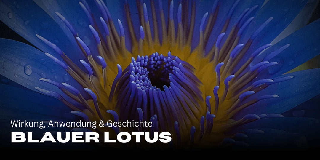 Blauer Lotus 🌿 effets, utilisation & histoire