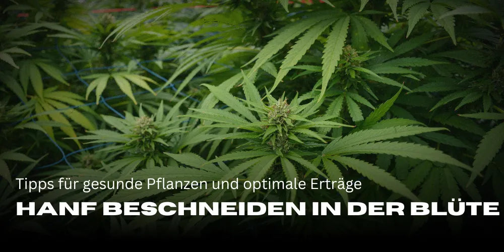 Tailler le cannabis pendant la floraison : astuces pour des plantes en bonne santé et des rendements optimaux