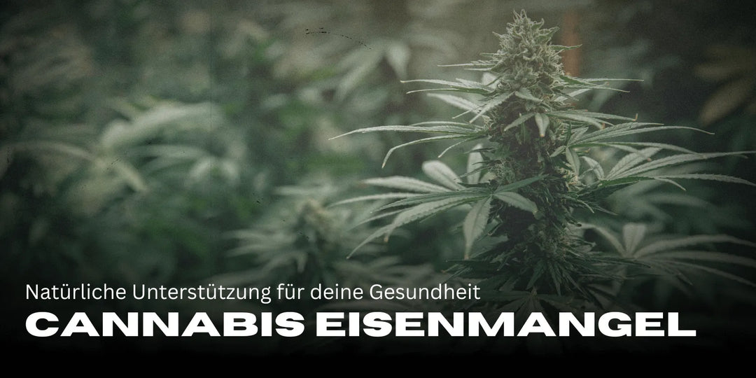 Cannabis en cas de carence en fer : un soutien naturel pour ta santé