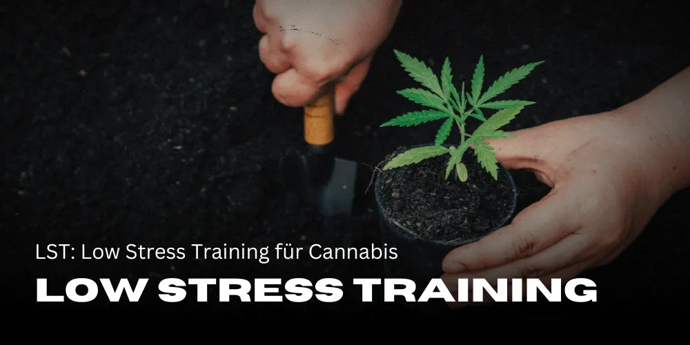 LST: Low Stress Training voor Cannabis