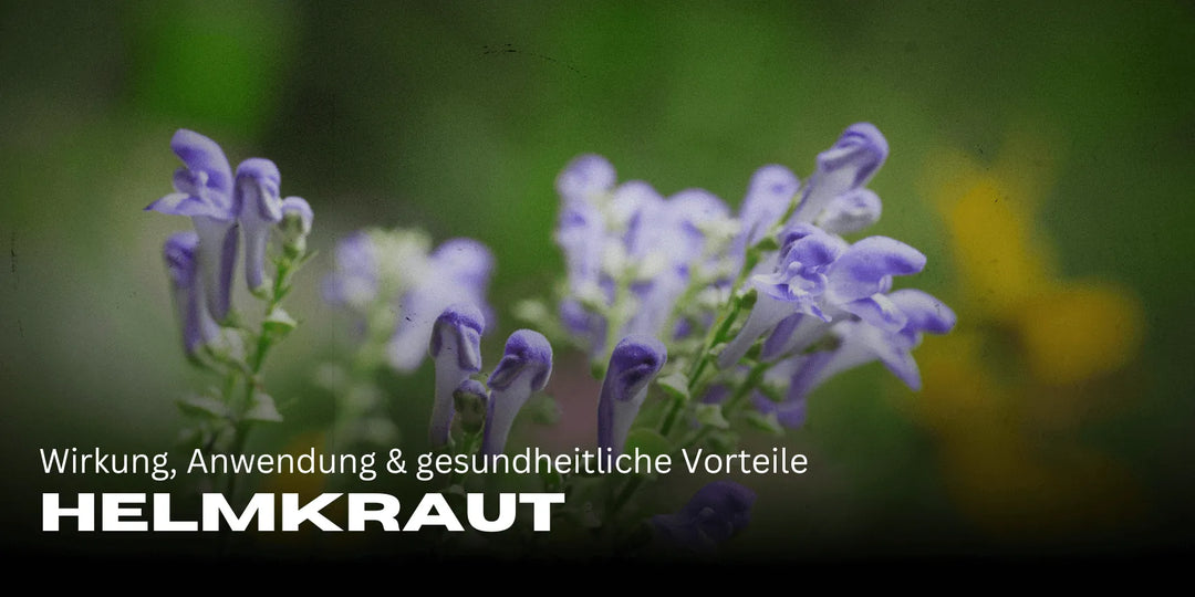 Helmkraut : effets, utilisation & bienfaits pour la santé