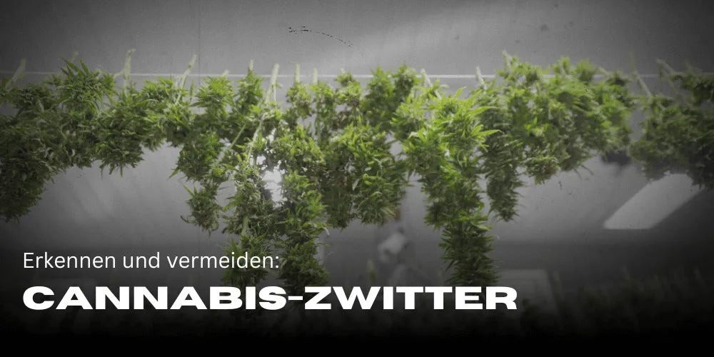 Hermaphrodites in Cannabis Plants: Identification, Prevention, and Proper Action - Smagro GmbH