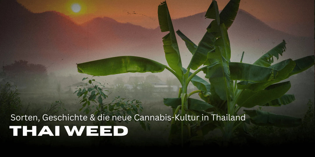 Weed thaï : Strains, histoire & la nouvelle culture du Cannabis en Thaïlande