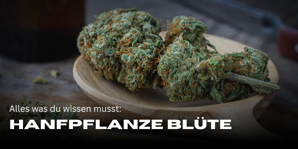 Fleur de plante de chanvre : Tout ce que tu dois savoir