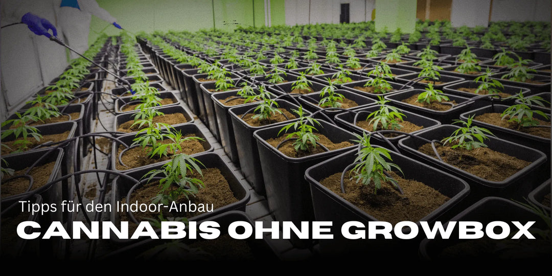 Cultiver du Cannabis sans box de culture – astuces pour la culture en intérieur sans équipement spécial