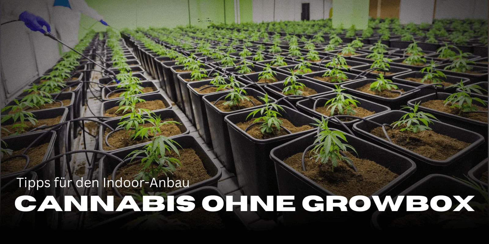 Cultiver du Cannabis sans Growbox