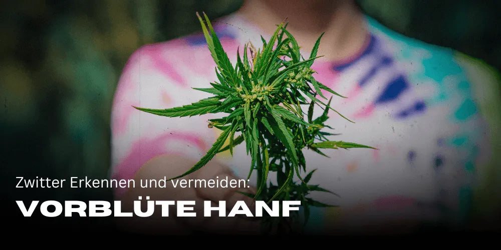 Voorbloeiende hennep: Herkennen en vermijden van hermafrodieten 